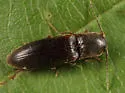Dalopius virginicus - photo 2