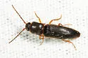 Dalopius virginicus - photo 3