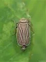 Daltonia estacadus - Daltonia estacadus