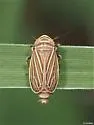 Daltonia estacadus - photo 2