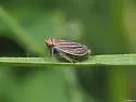 Daltonia estacadus - photo 3