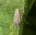 Daltonia estacadus - photo 4
