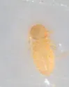 Common Goat Louse