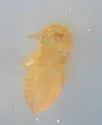 Common Goat Louse - photo 2