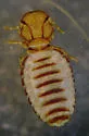 Common Goat Louse - photo 3