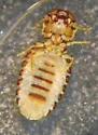 Common Goat Louse - photo 4