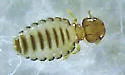 Common Goat Louse - photo 5