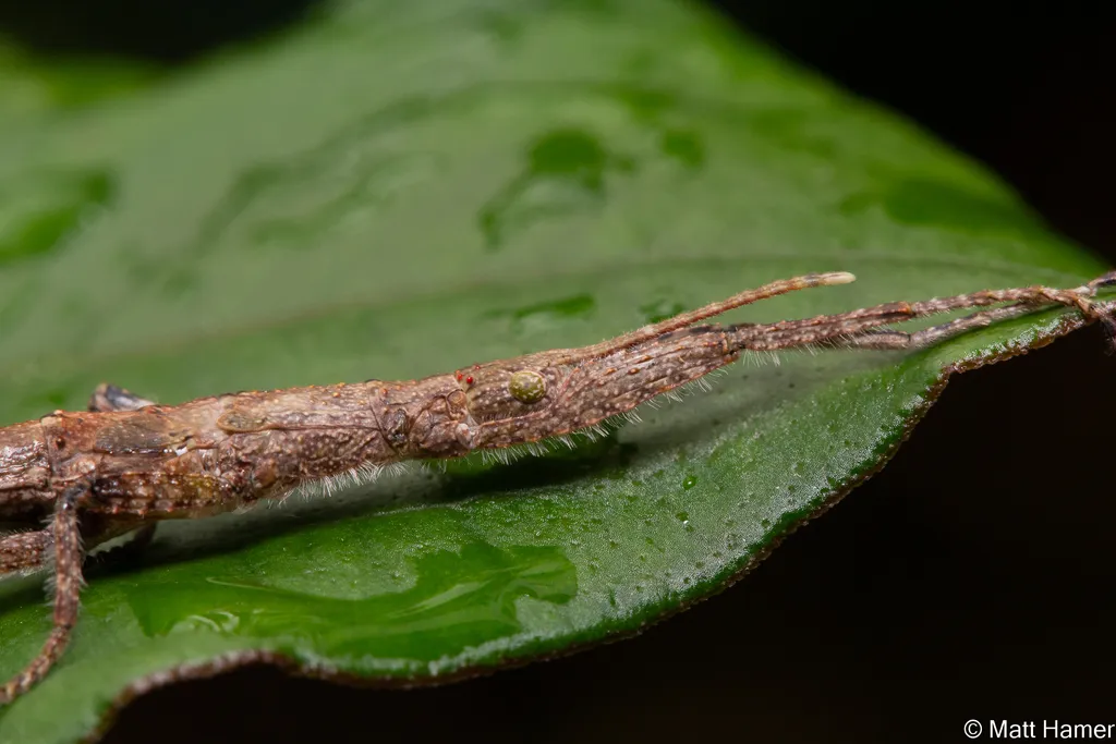 Damasippoididae - photo 2