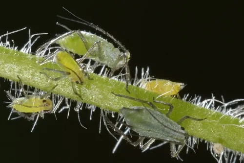 Damson-hop aphid