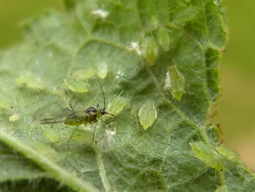 Damson-hop aphid - photo 2