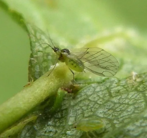 Damson-hop aphid - photo 3