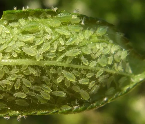 Damson-hop aphid - photo 4