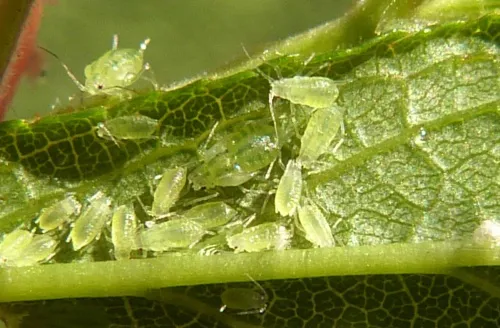Damson-hop aphid - photo 5