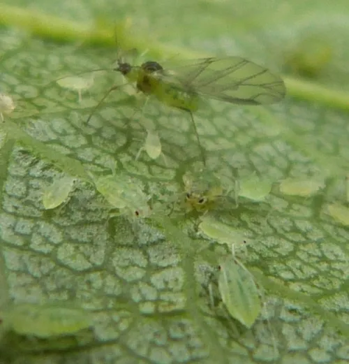 Damson-hop aphid - photo 6