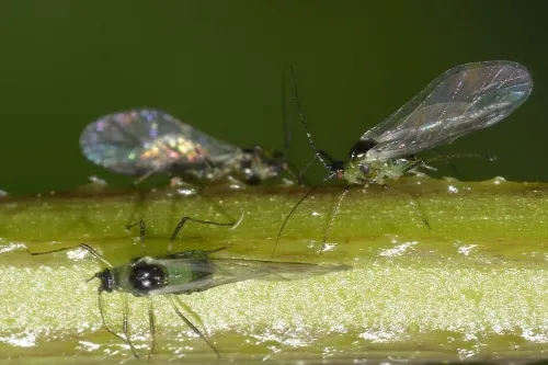 Damson-hop aphid - photo 7