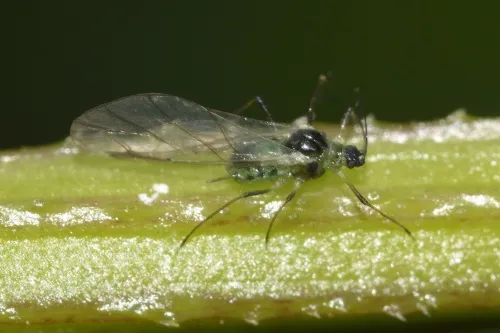 Damson-hop aphid - photo 8