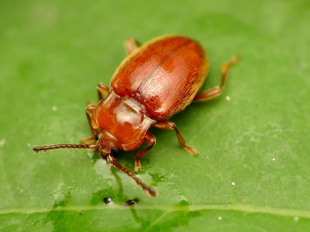 Danae testacea - photo 2