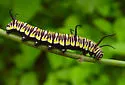 Soldier - Hodges#4616 - Danaus eresimus
