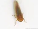 Danbara aurata - photo 5