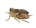 Danepteryx adiuncta