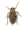 Danepteryx adiuncta - photo 2