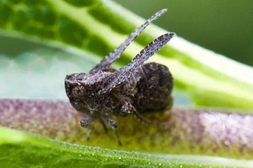 Danepteryx barbarae - photo 2