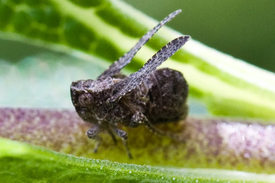 Danepteryx barbarae - photo 3