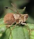 Danepteryx manca - photo 3