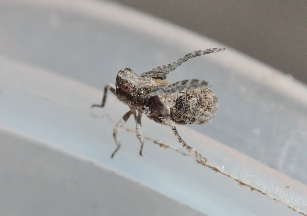 Danepteryx robusta - Danepteryx robusta