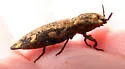 Danosoma brevicorne - photo 3