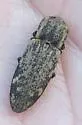 Danosoma brevicorne - photo 4
