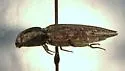 Danosoma obtectum - photo 2