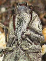 Danosoma obtectum - photo 5