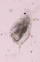 Daphnia galeata