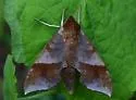 Azalea Sphinx - Hodges#7886 - photo 2