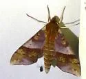Azalea Sphinx - Hodges#7886 - photo 3