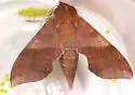 Azalea Sphinx - Hodges#7886 - photo 4