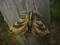 Hydrangea Sphinx - Hodges#7884
