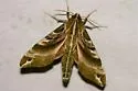 Hydrangea Sphinx - Hodges#7884 - photo 2