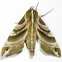 Hydrangea Sphinx - Hodges#7884 - photo 4