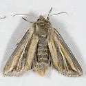 Wheat Head Armyworm - Hodges#10431