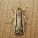 Wheat Head Armyworm - Hodges#10431 - photo 3
