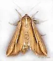 Wheat Head Armyworm - Hodges#10431 - photo 4