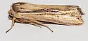 Wheat Head Armyworm - Hodges#10431 - photo 5