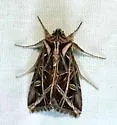 Dargida grammivora - Hodges#10429