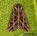 Dargida grammivora - Hodges#10429 - photo 2