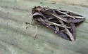 Olive Green Cutworm - Hodges#10428