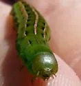 Olive Green Cutworm - Hodges#10428 - photo 2