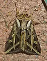 Olive Green Cutworm - Hodges#10428 - photo 3