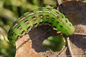 Olive Green Cutworm - Hodges#10428 - photo 4